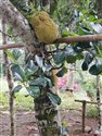 Artocarpus heterophyllus