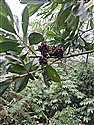 Acacia mangium