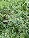 Amaranthus spinosus