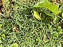 Atriplex patula