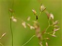 Agrostis capillaris