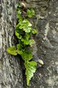Asplenium marinum