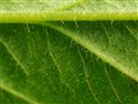 Agrimonia procera