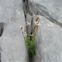 Arabis Hirsuta