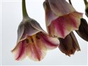 Allium siculum