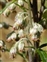 Artemisia, Artemisia vulgaris