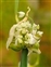 Flowering plants excl. Grasses, sedges and rushes., Allium cepa