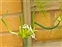 Flowering plants excl. Grasses, sedges and rushes., Allium cepa