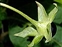 Calyx; fruit, Atropa belladonna