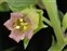 The Nightshade family, Solanaceae, Atropa belladonna