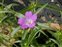 Flower, Agrostemma githago