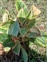 The Lords-and-Ladies family, Araceae, Aglaonema commutatum