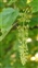 Acer, Acer pseudoplatanus