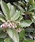 Ardisia, Ardisia elliptica