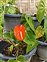 Taxonomic plant kingdom, Anthurium scherzerianum