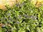 Purple flowers, Aegonychon purpureocaeruleum