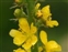 Pembrokeshire, Agrimonia eupatoria