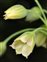 Tepal, Allium siculum