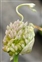 Bulbil, Allium ampeloprasum