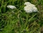 Stem, Achillea millefolium