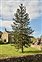 Plants thought to be introduced in the British Isles after 1500 AD., Araucaria araucana