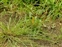 Leicestershire, Alopecurus aequalis