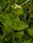Berkshire, Alliaria petiolata
