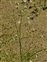 Taxonomic plant kingdom, Alisma plantago-aquatica