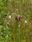 Flowering plants excl. Grasses, sedges and rushes., Allium oleraceum