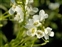 Wild-growing plants and fungi of the British Isles, Armoracia rusticana