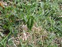 Botrychium lunaria