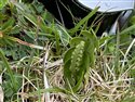 Moonwort (guest image)