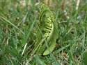 Moonwort