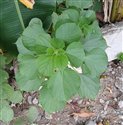 Boehmeria nivea