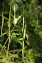 Bromopsis ramosa