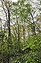 Betula pendula
