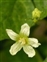 Breconshire, Bryonia dioica
