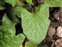 Leaf, Blitum bonus-henricus