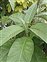 Blumea, Blumea balsamifera