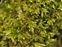 Radnorshire, Brachythecium rutabulum