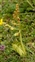 Eusporangiate ferns, Botrychium lunaria