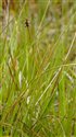 Carex dioica