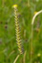 Cynosurus cristatus