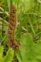 Caterpillar on Alchemilla