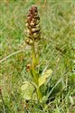 Coeloglossum viride