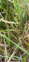 Carex pulicaris