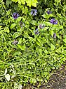 Perennial Cornflower
