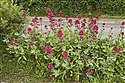 Red Valerian