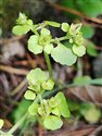 Chrysosplenium oppositifolium