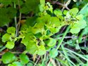Opposite-leaved Golden-saxifrage (guest image)